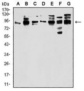 Gemin3 Mouse Monoclonal Antibody