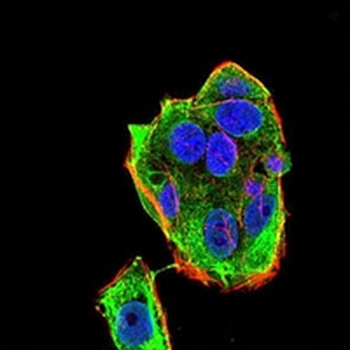 Gemin3 Mouse Monoclonal Antibody