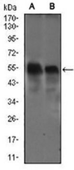 DCTN4 Mouse Monoclonal Antibody