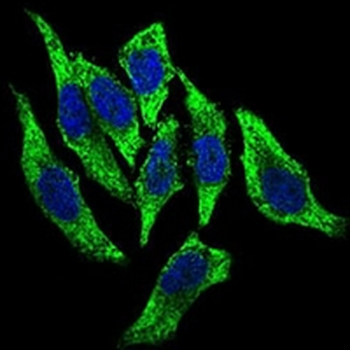 DCTN4 Mouse Monoclonal Antibody