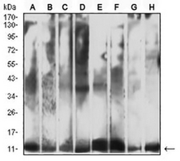 Cytochrome c Mouse Monoclonal Antibody