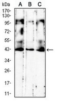 CD186 Mouse Monoclonal Antibody