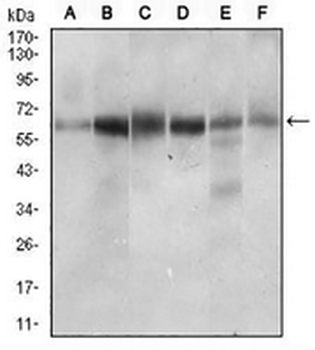 CTNNBL1 Mouse Monoclonal Antibody