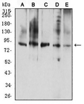 CD114 Mouse Monoclonal Antibody