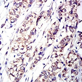 CD114 Mouse Monoclonal Antibody
