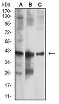CNN3 Mouse Monoclonal Antibody