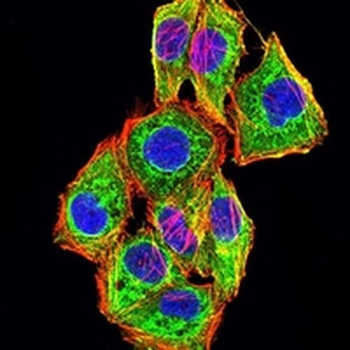 CNN3 Mouse Monoclonal Antibody