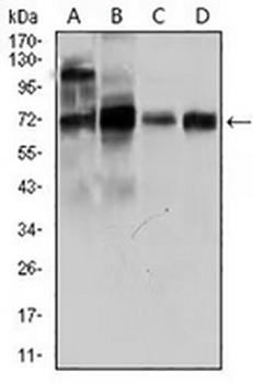 CLGN Mouse Monoclonal Antibody