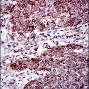 CLGN Mouse Monoclonal Antibody