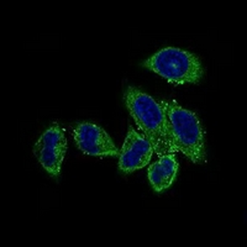 CLGN Mouse Monoclonal Antibody