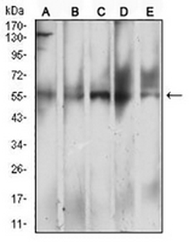 CD299 Mouse Monoclonal Antibody
