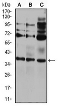 CIDEC Mouse Monoclonal Antibody