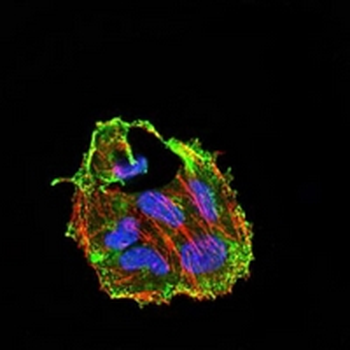 CIDEC Mouse Monoclonal Antibody