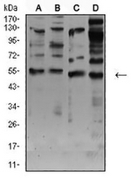 AChR alpha 7 Mouse Monoclonal Antibody