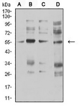 CHRNA5 Mouse Monoclonal Antibody