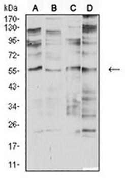 CHRNA2 Mouse Monoclonal Antibody