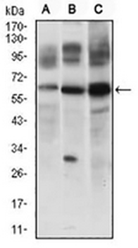 c-FLIP Mouse Monoclonal Antibody