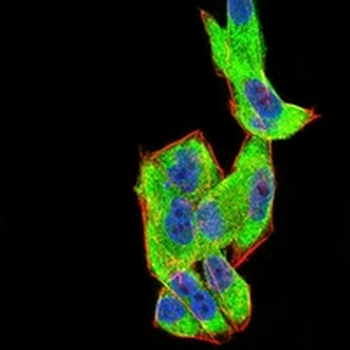 FHR-5 Mouse Monoclonal Antibody