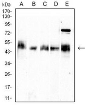 CD66c Mouse Monoclonal Antibody