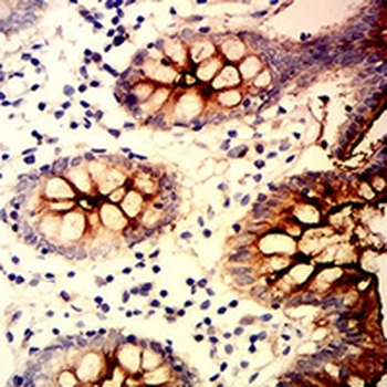 CD66c Mouse Monoclonal Antibody