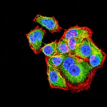 CD66c Mouse Monoclonal Antibody