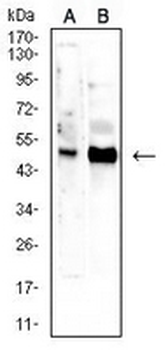 CD66d Mouse Monoclonal Antibody