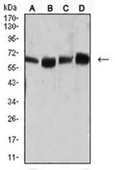 CD66a Mouse Monoclonal Antibody
