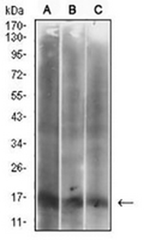 p16 INK4a Mouse Monoclonal Antibody