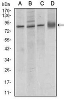CD144 Mouse Monoclonal Antibody