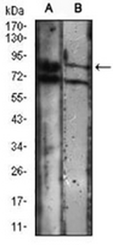 KSP Cadherin Mouse Monoclonal Antibody