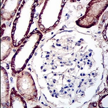 KSP Cadherin Mouse Monoclonal Antibody