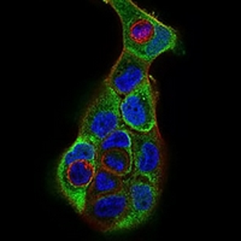 KSP Cadherin Mouse Monoclonal Antibody