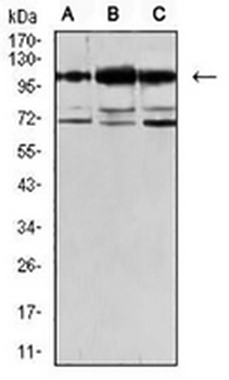 OB Cadherin Mouse Monoclonal Antibody