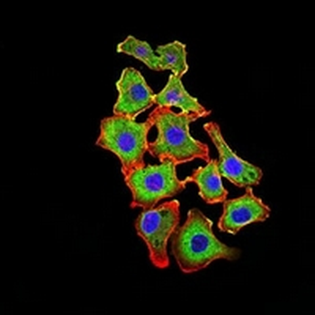 OB Cadherin Mouse Monoclonal Antibody
