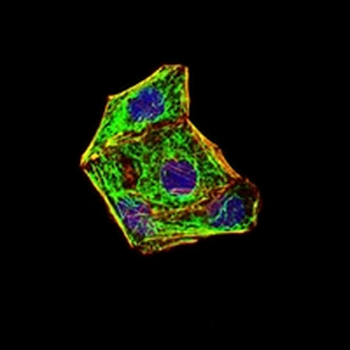 E Cadherin Mouse Monoclonal Antibody