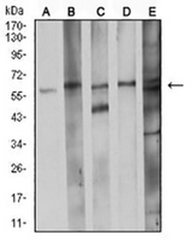 CDC37 Mouse Monoclonal Antibody