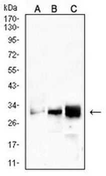 CD99 Mouse Monoclonal Antibody