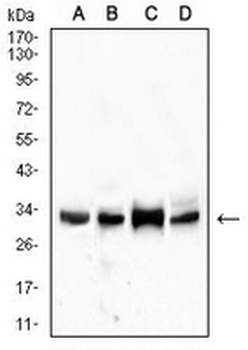 CD99 Mouse Monoclonal Antibody
