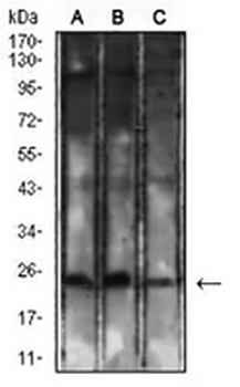 CD8a Mouse Monoclonal Antibody