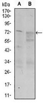 CD55 Mouse Monoclonal Antibody