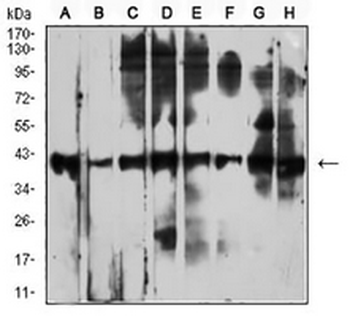 CD53 Mouse Monoclonal Antibody