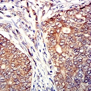 CD53 Mouse Monoclonal Antibody