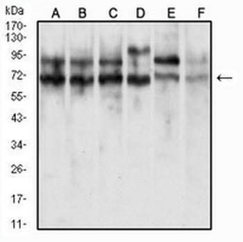 CD47 Mouse Monoclonal Antibody
