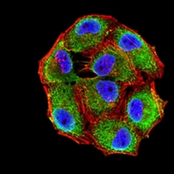 CD47 Mouse Monoclonal Antibody