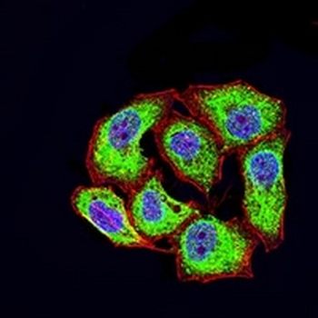 CD46 Mouse Monoclonal Antibody