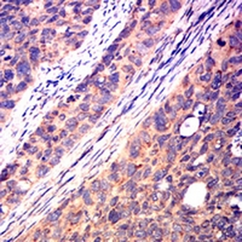 CD40 Mouse Monoclonal Antibody
