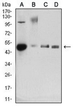 CD34 Mouse Monoclonal Antibody