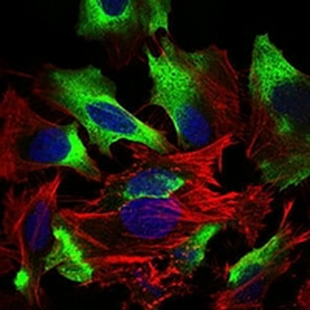 CD22 Mouse Monoclonal Antibody