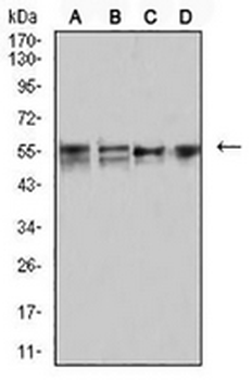 CD2 Mouse Monoclonal Antibody