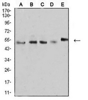 CD2 Mouse Monoclonal Antibody